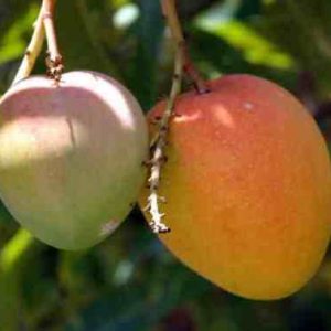 panduri vari mango