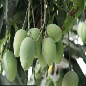 Himayat Mango