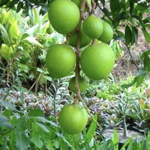 Royal Special / Punasa